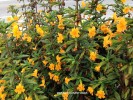 Mimulus aurantiacus - detail