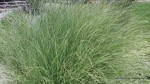 Miscanthus sinenesis 'Morning Light' - foliage