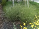 Miscanthus sinensis 'Morning Light'