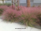 Muhlenbergia capillaris - blooming