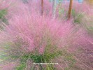 Muhlenbergia capillaris - blossom