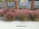 Muhlenbergia capillaris - mass