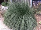 Muhlenbergia lindheimeri