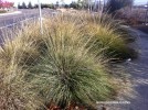 Muhlenbergia rigens - group