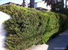 Myrtus communis 'Compacta' - hedge