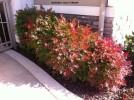 Nandina 'Gulf Stream' - Winter