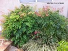 Nandina domestica 'Gulf Stream' 1