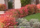 Nandina domestica 'Gulf Stream' - winter