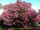 Nerium oleander 'Cherry Ripe'