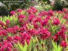 Nerium oleander 'Little Red' - blossom