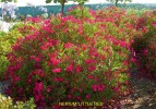 Nerium oleander 'Little Red'