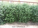 Olea europaea 'Little Olie' 1