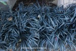 Ophiopogon planiscapus 'Nigrescens'