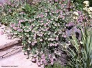 Origanum rot. 'Kent Beauty' - blooming