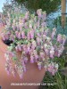 Origanum rotundifolium 'Kent Beauty'