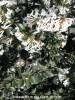 Osmanthus delavayi - blossom