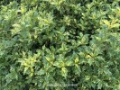 Osmanthus heterophyllus 'Goshiki' - foliage