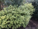 Osmanthus heterophyllus 'Goshiki'