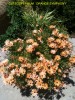 Osteospermum 'Orange Symphony'