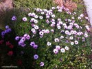 Osteospermum fruticans - hybrid