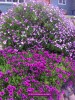 Osteospermum hybrid 1