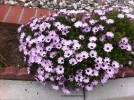 Osteospermum hybrid 4