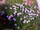 Osteospermum hybrid