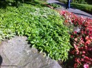 Pachysandra terminalis - foliage