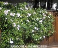 Pandorea jasminoides 1