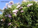 Pandorea jasminoides - blossom