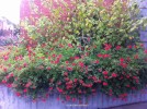 Pelargonium hybrid - red