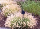 Pennisetum orientale