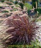 Pennisetum setaceum 'Rubrum' 1