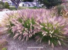 Pennisetum setaceum - blooming