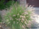 Pennisetum setaceum