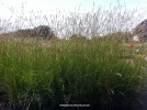 Pennisetum spathiolatum - blooming