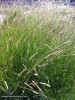 Pennisetum spathiolatum - detail