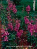 Penstemon 'Elizabeth Cozzens'