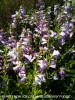 Penstemon 'Ice Cream Blueberry Fudge'