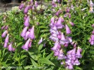 Penstemon x gloxinioides 'Alice Hindley' ('Lady Hindley') - blossom