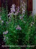 Penstemon x gloxinioides 'Alice Hindley' ('Lady Hindley')