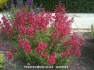 Penstemon x gloxinioides 'Garnet'