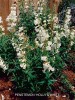 Penstemon x gloxinioides 'Holly's White'