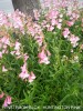 Penstemon x gloxinioides 'Huntington Pink'