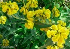 Phlomis fruticosa - blossom