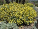 Phlomis fruticosa