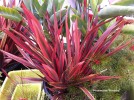 Phormium Firebird