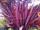 Phormium Guardsman