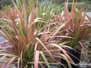 Phormium 'Jester'