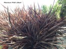 Phormium 'Platt's Black'